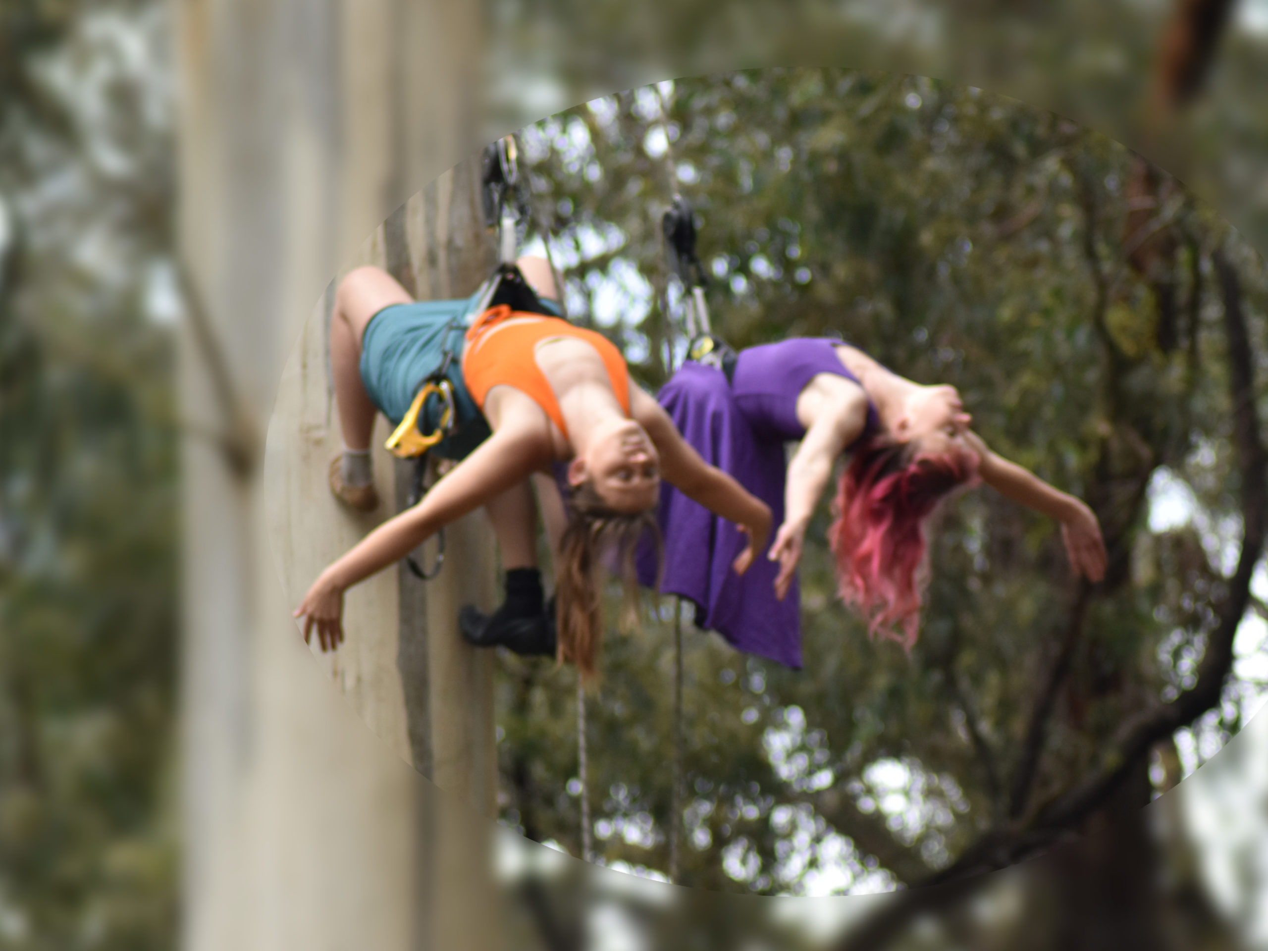 Two women are suspended from a tree, hanging vertically.