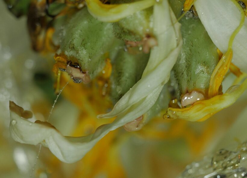 Closeup of decaying green and yellow flowers