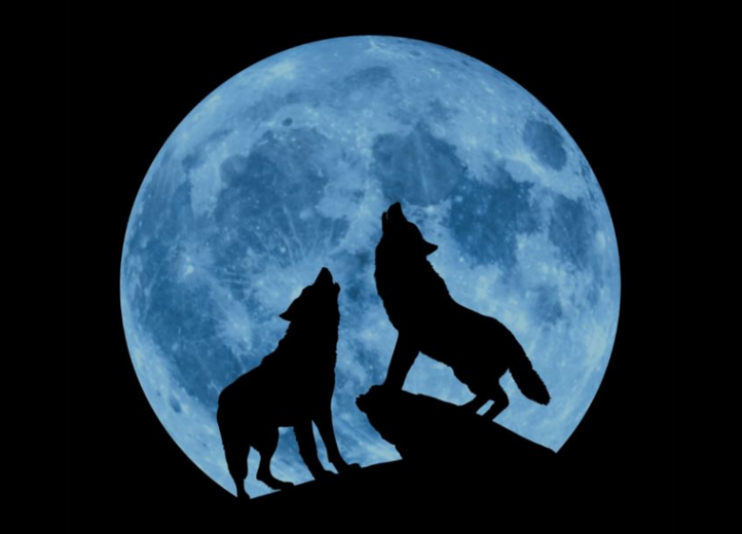 Silhouette of wolves howling at the moon.
