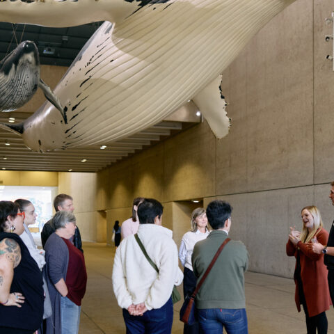 A group of visitors stand underneath a large model of a whale while taking a tour led by an Auslan Interpreter