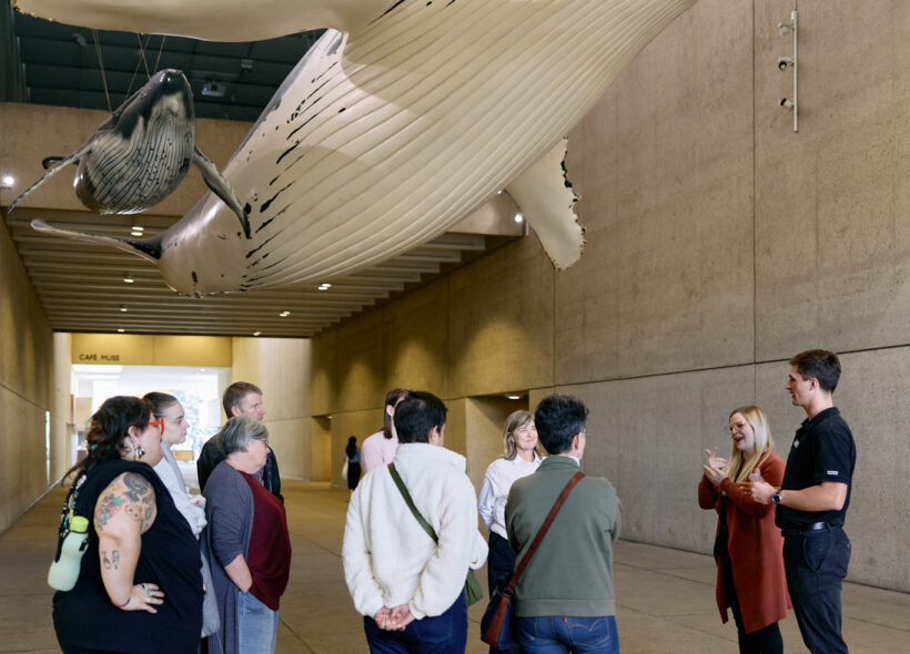 A group of visitors stand underneath a large model of a whale while taking a tour led by an Auslan Interpreter