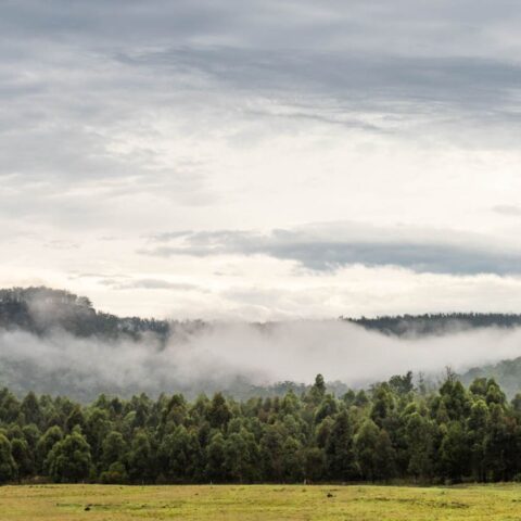 A photo of the landscape at Bundanon depicts a thick, misty forest of dark trees under a vast and cloudy sky. Photo by John Janson-Moore.