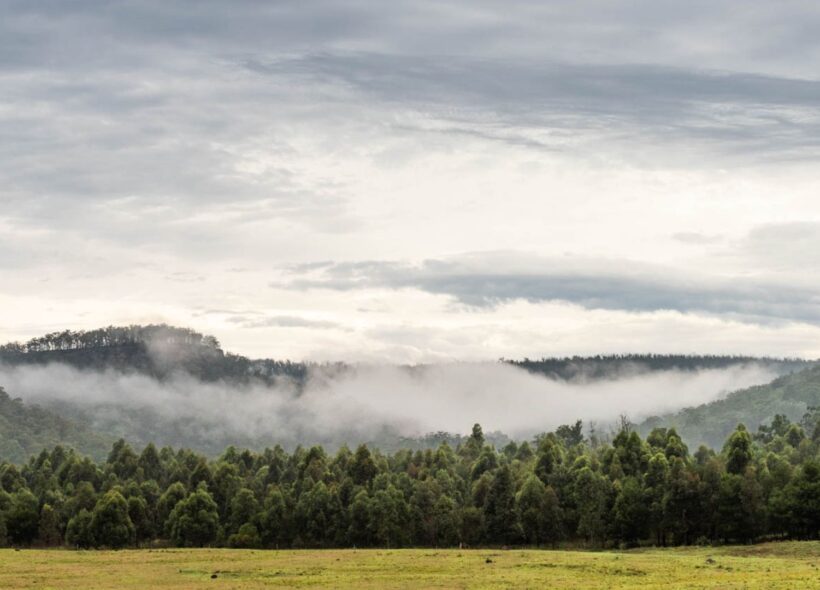 A photo of the landscape at Bundanon depicts a thick, misty forest of dark trees under a vast and cloudy sky. Photo by John Janson-Moore.