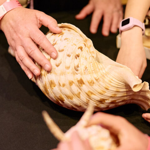 Hands touching mollusc shell
