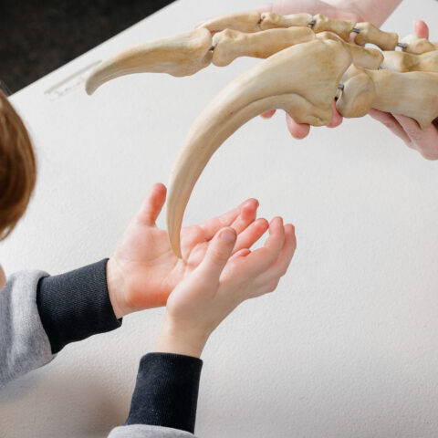 Young boy reaching out to touch dinosaur fossil