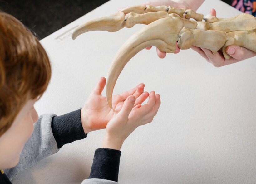 Young boy reaching out to touch dinosaur fossil