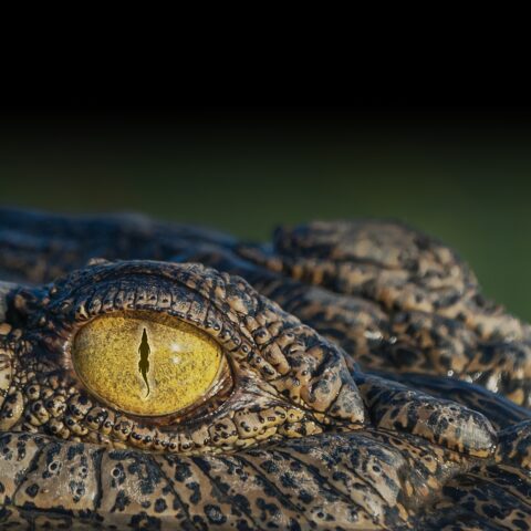 A crocodile's eye opens at close range.