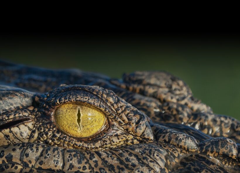 A crocodile's eye opens at close range.