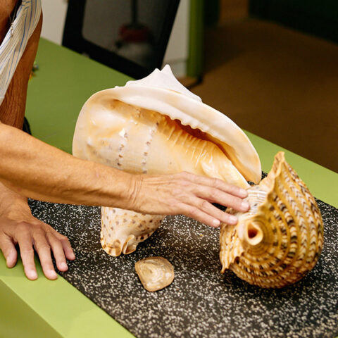 Touching textures of shell surface in Discovery Centre