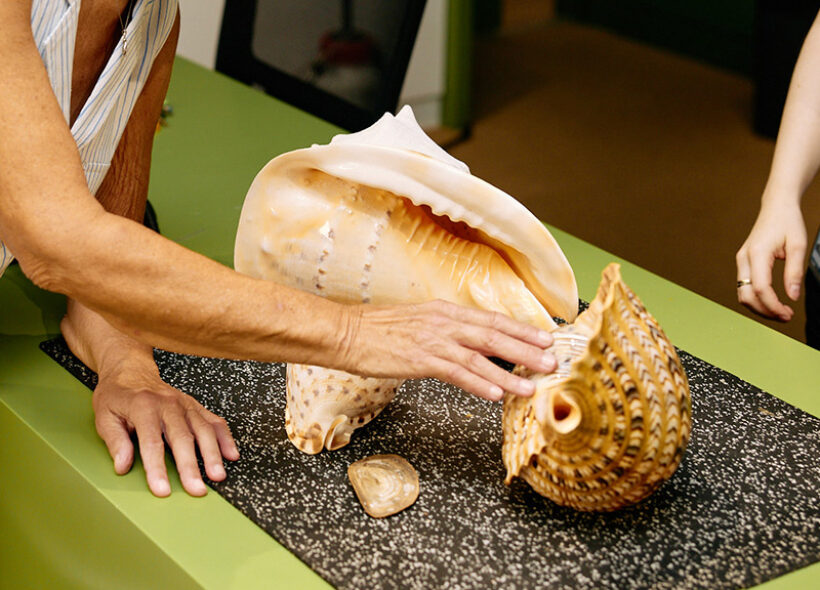 Touching textures of shell surface in Discovery Centre